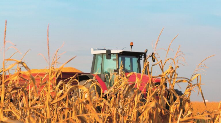 A red tractor pulls a trailer loaded with harvested corn, driving through a field of golden cornstalks.