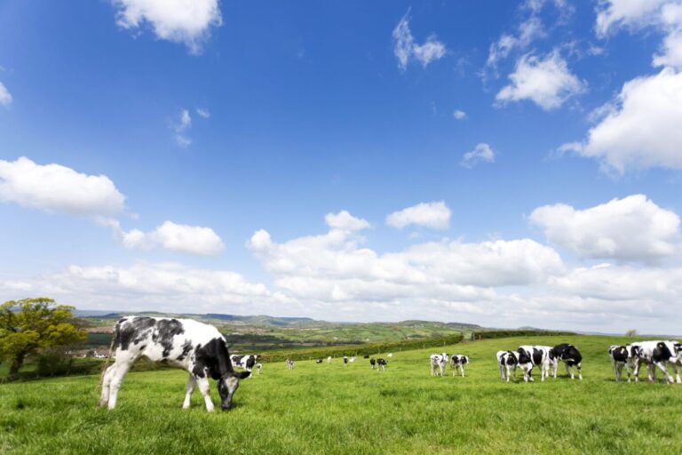 Dairy cows grazing on open fields at Trewithen in Cornwall.