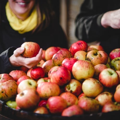 An owner at Hunts Cider picks up an apple from the abundant harvest, smiling with pride.