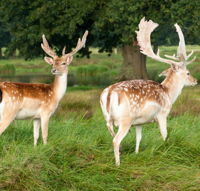 Two deer are standing in woodland near a lake.