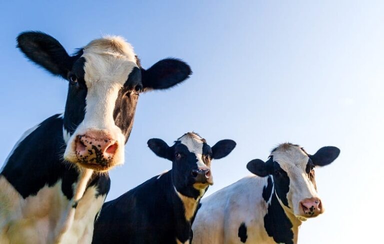 Three Friesian cows look down curiously at the camera.