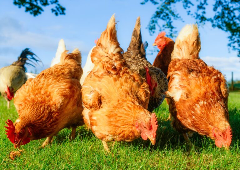 Hens are pecking grass in a field.