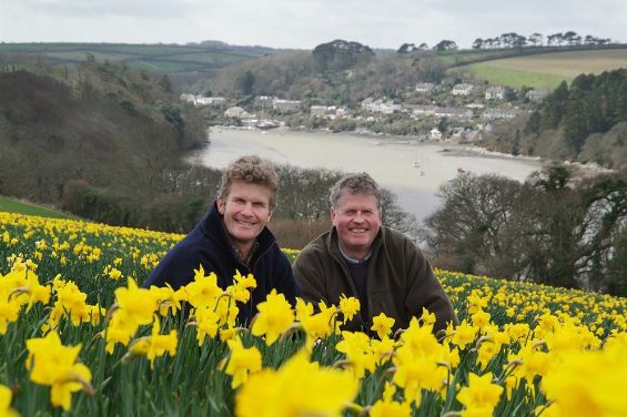 Two colleagues sit crouched in a field of daffodils at Fentongollan Farm,