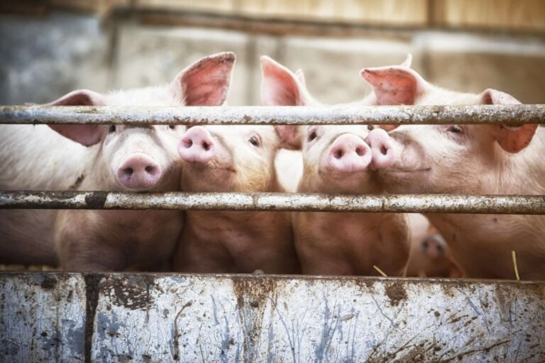 Four pink pigs poke their snouts through the bars of their pen.