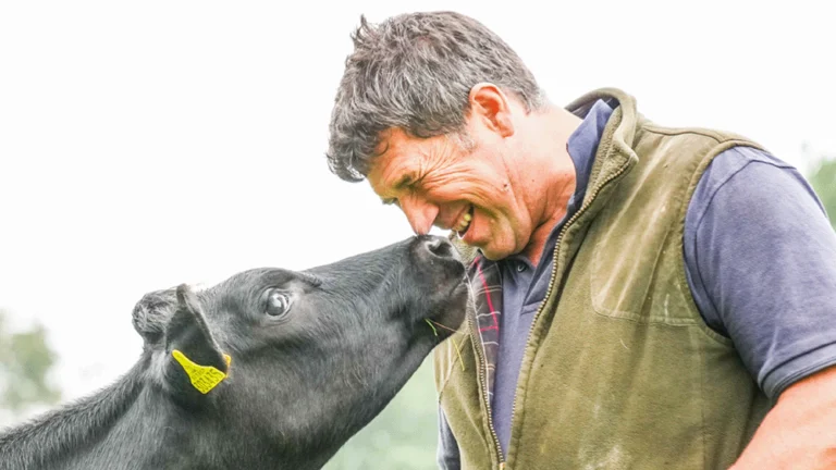 Man and cow nose to nose with man laughing