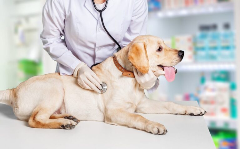 A vet is checking a golden Labrador dog's heart rate with a stethoscope.