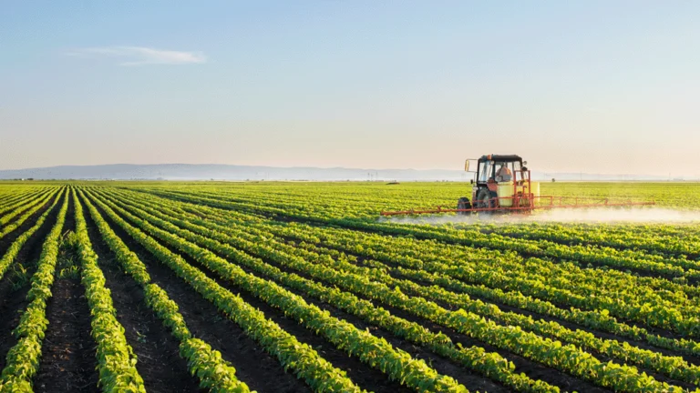 A tractor is spraying crops in field.