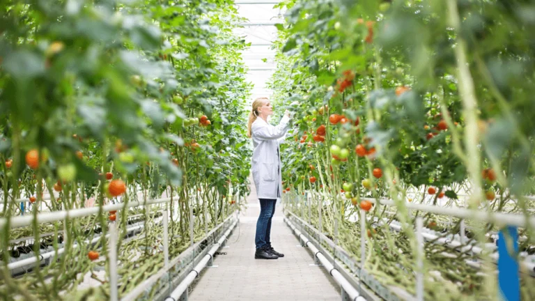 Lady inspecting tomato plants in polytunnel