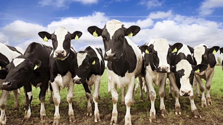 A group of friesian cows are standing in a field side by side