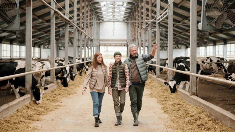 A farming family walking through their cow shed with cows eating either side of them