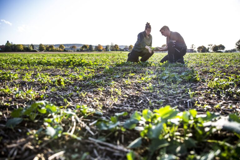 Two family members crouch in a field and check their crops at the family run run farm.